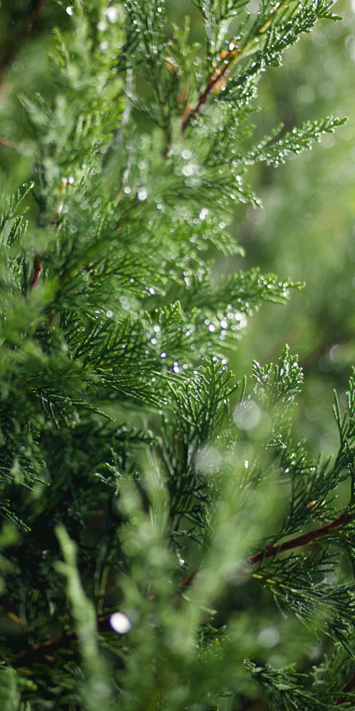 thuja