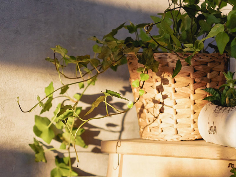 vine plant in rattan pot