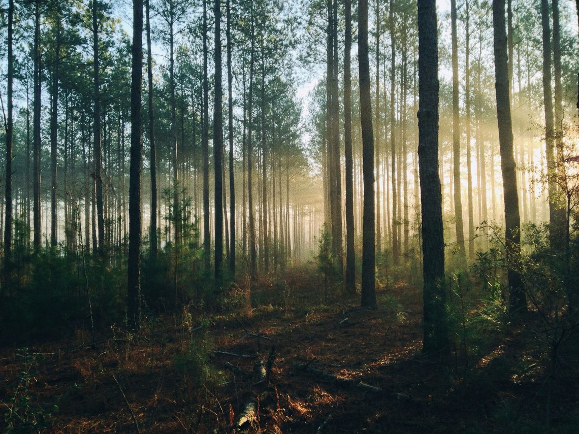 illuminated forest