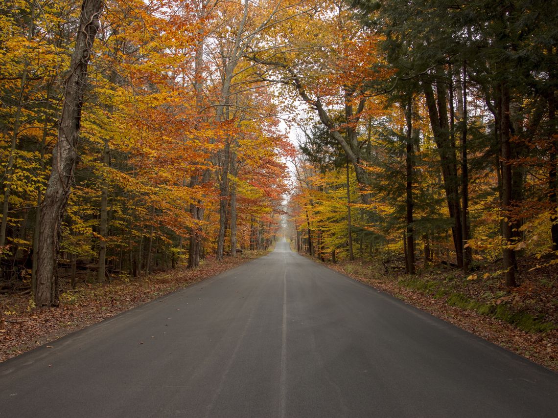 paved pathway in the forest during fall