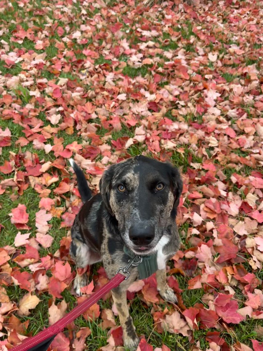 dog surrounded by autumn leaves