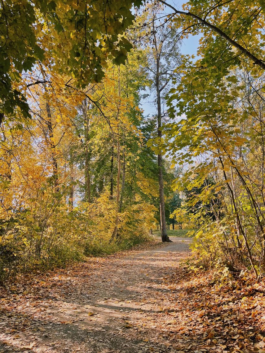 hike trail in a forest during fall