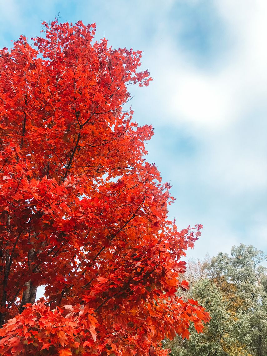 tree with red leaves