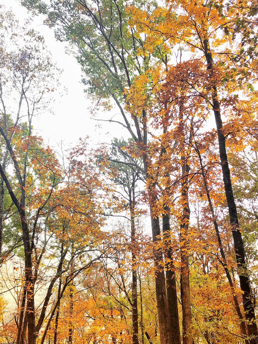 treetops during autumn