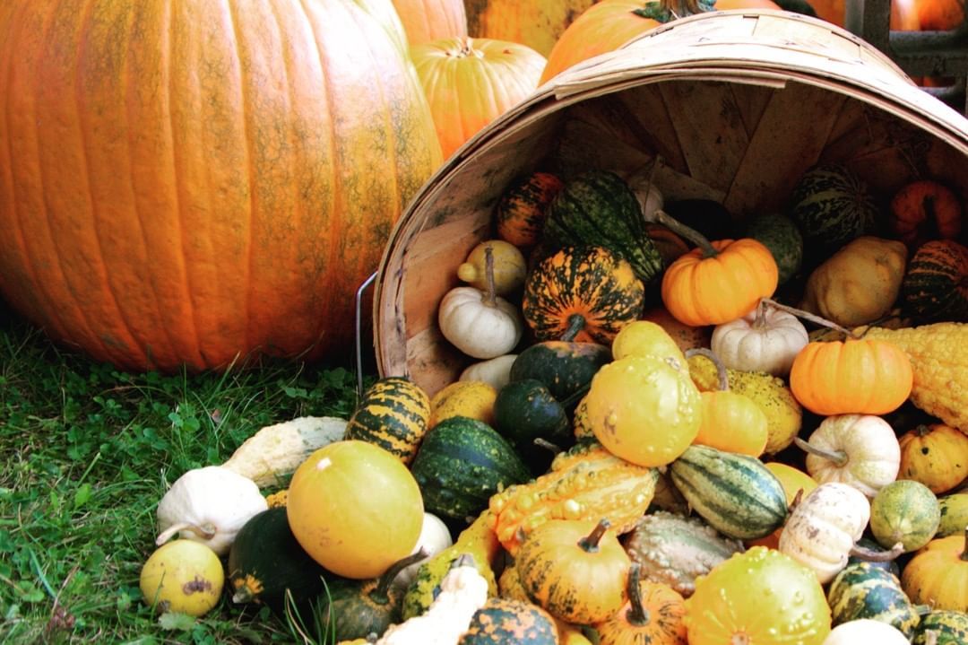 various gourds