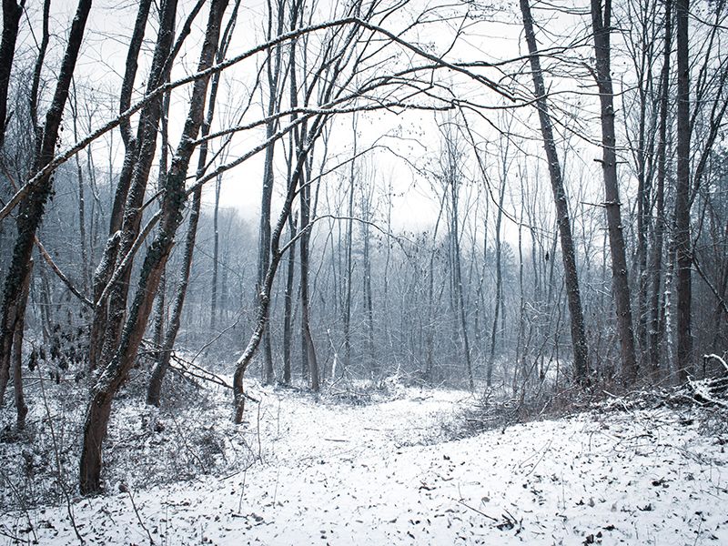 wintry forest