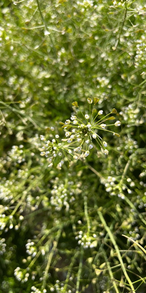white flowers