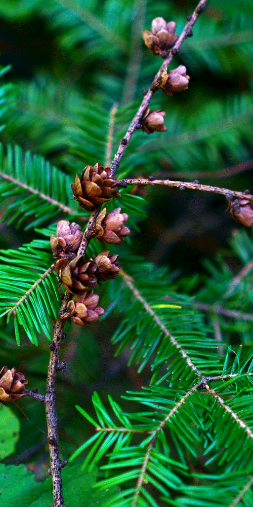 balsam fir