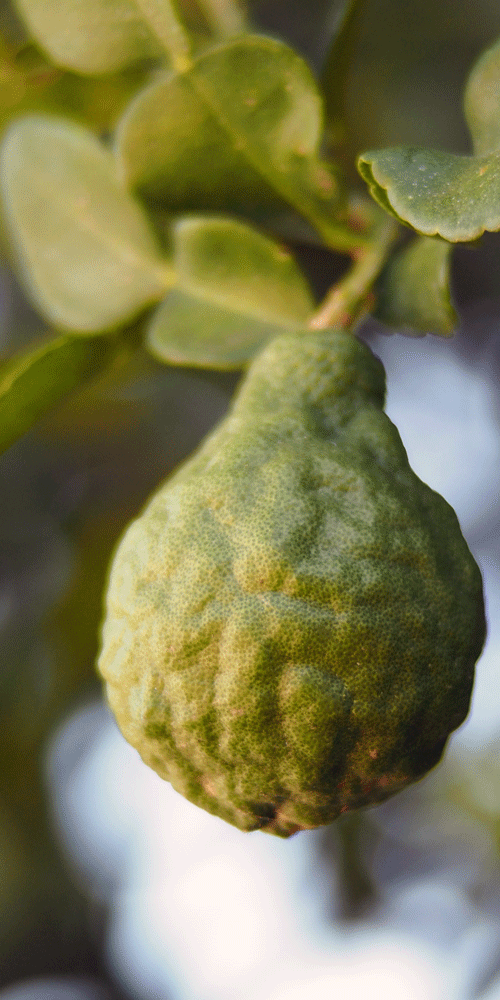 bergamot