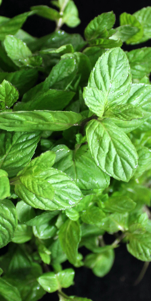bergamot mint