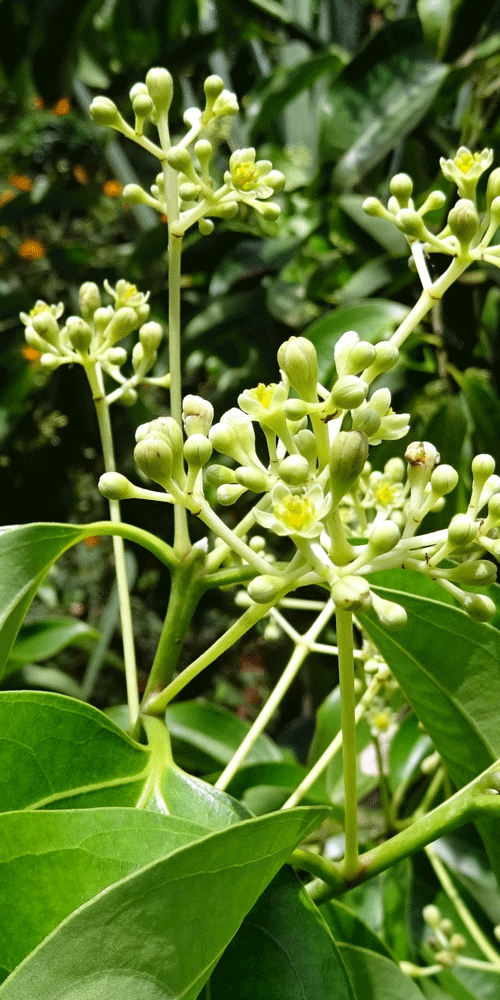 camphor