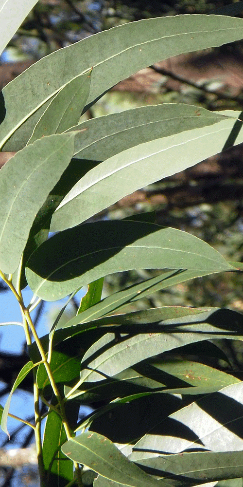 eucalyptus globulus