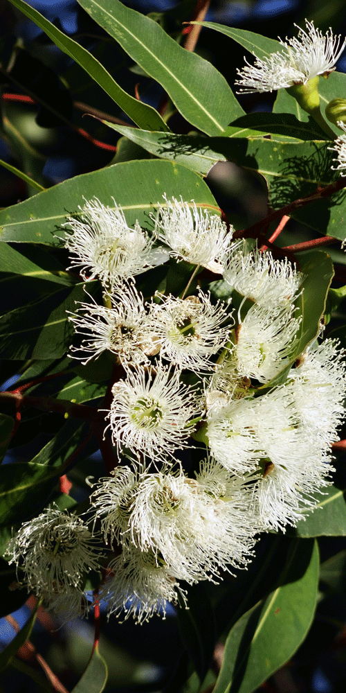 eucalyptus flowers