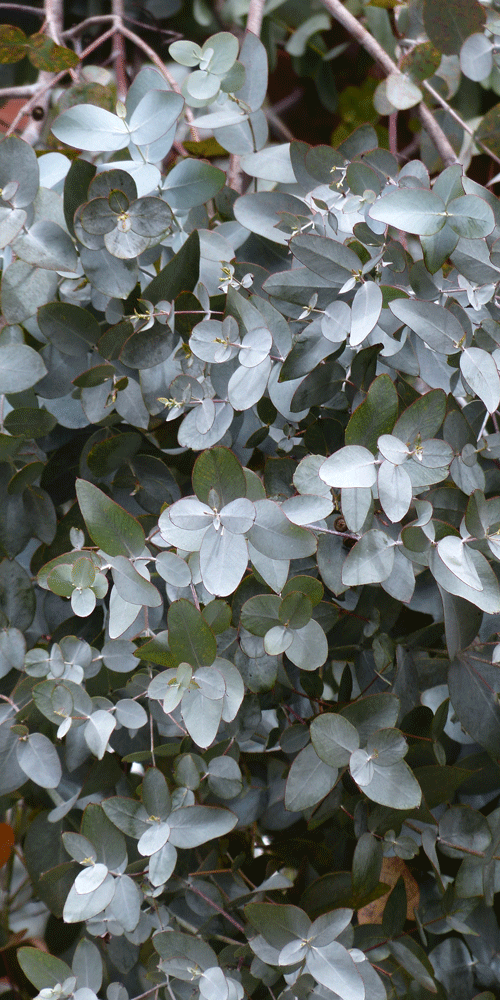 eucalyptus leaves
