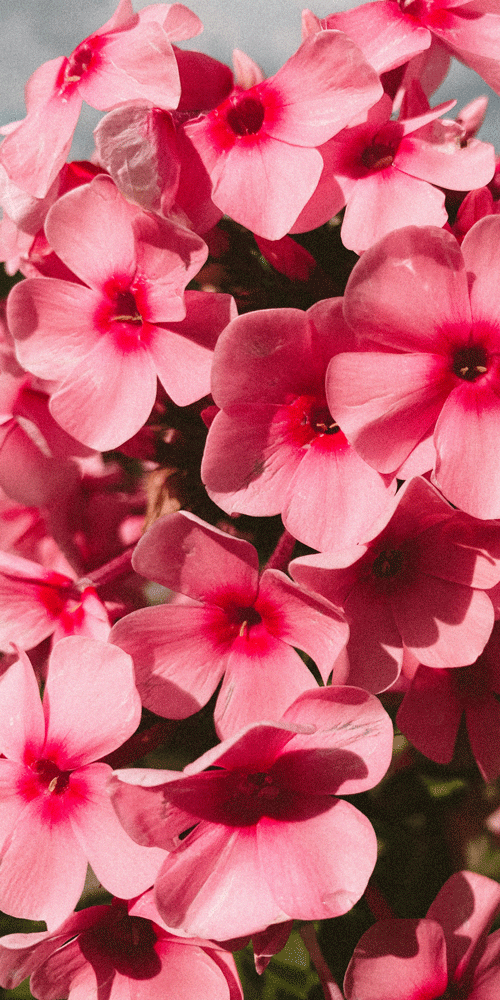 geranium