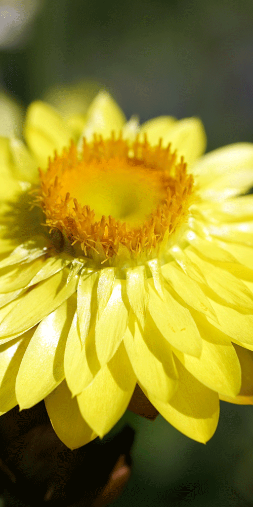 golden everlasting