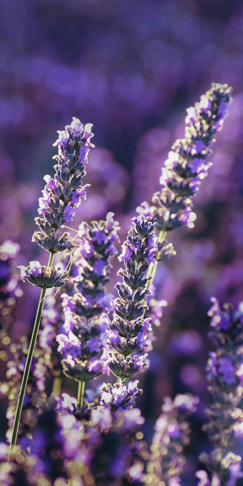 lavender