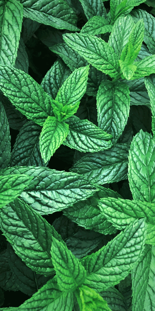 peppermint