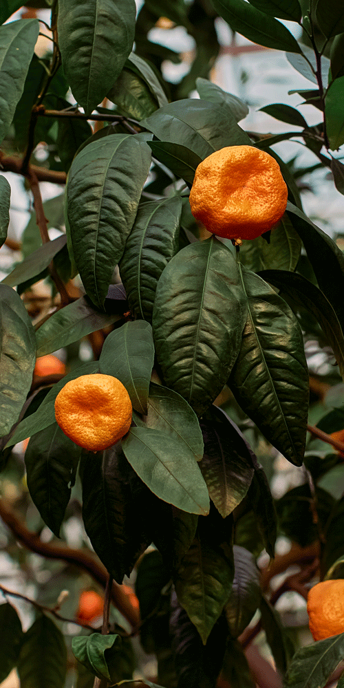petitgrain orange