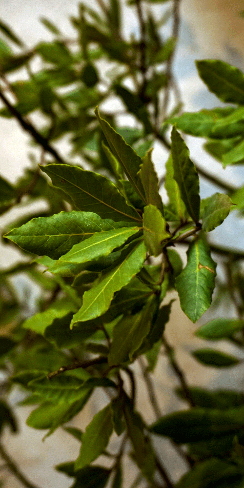laurel