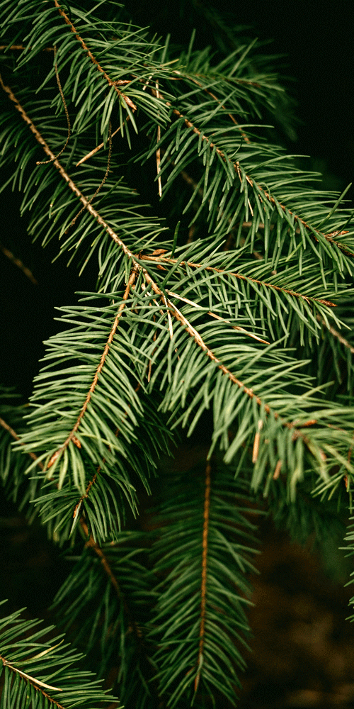 siberian fir