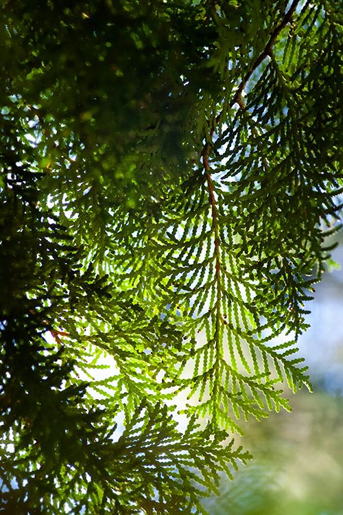 Eastern white cedar