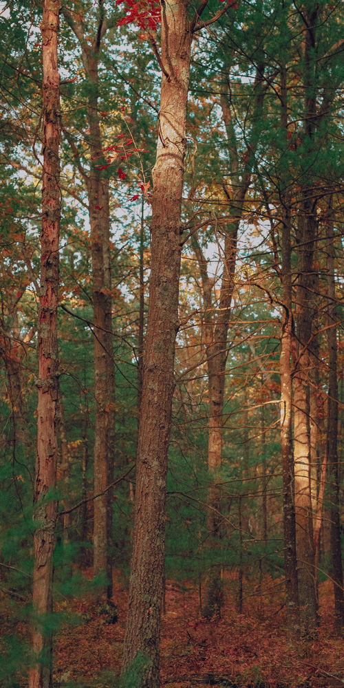 virginia cedar