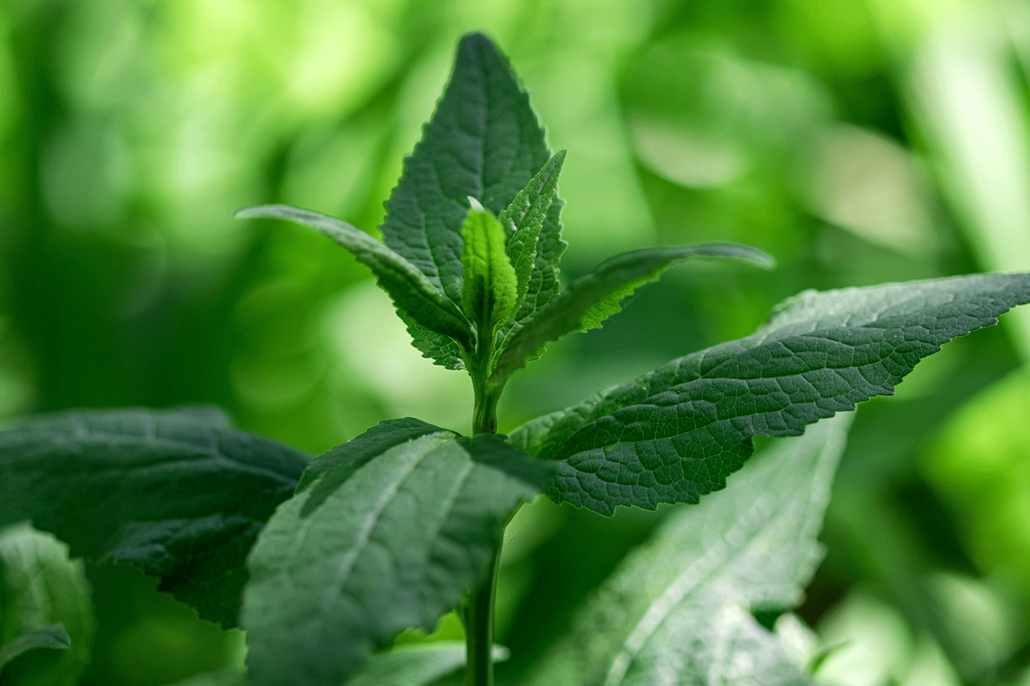 wild mint
