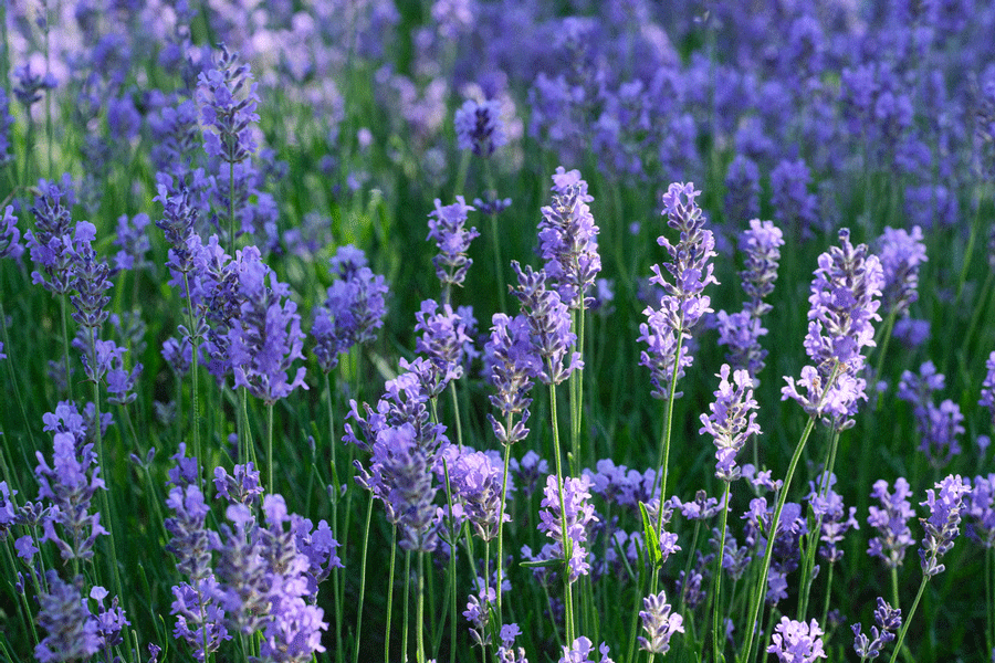 lavender field