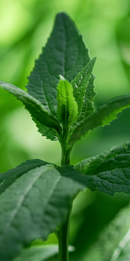 wild mint