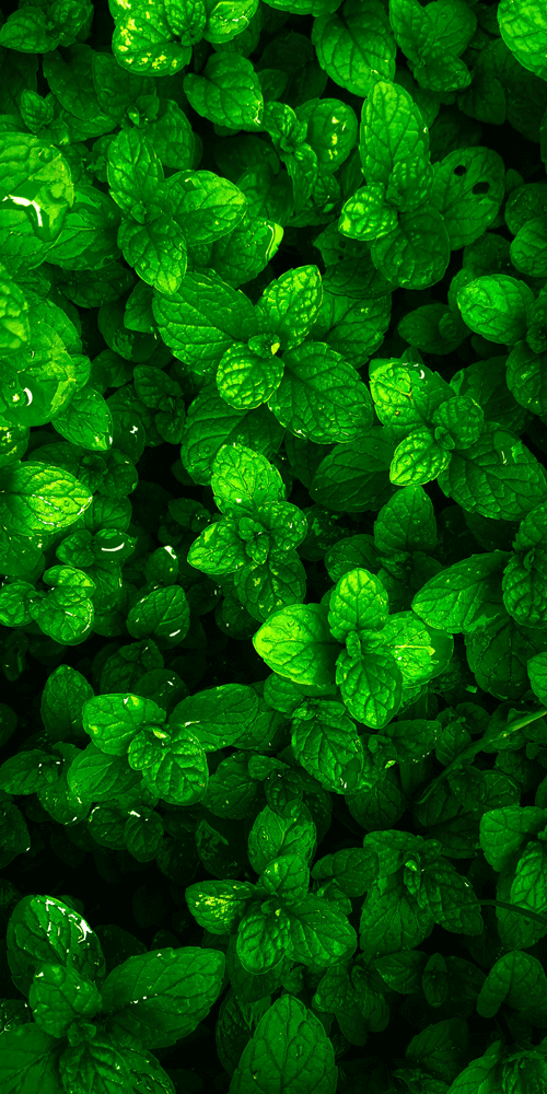 spearmint