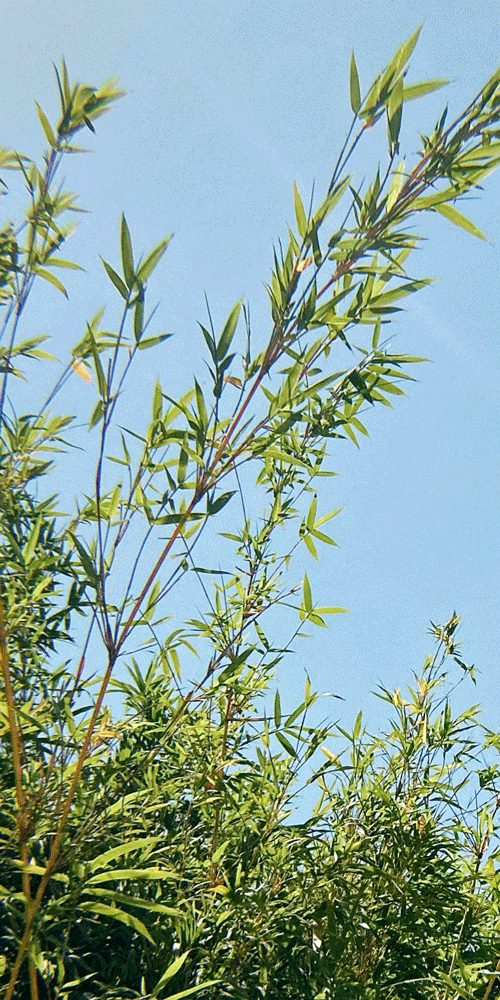 tea tree