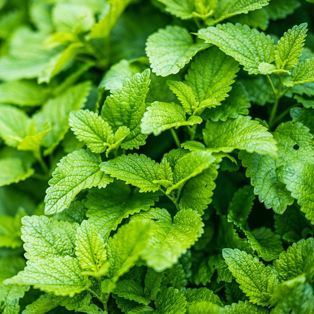 lemon balm