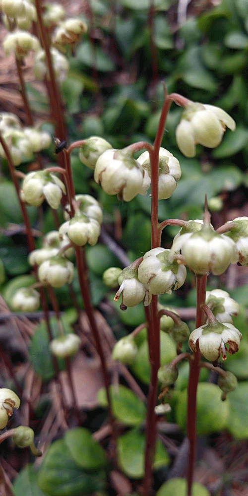 wintergreen