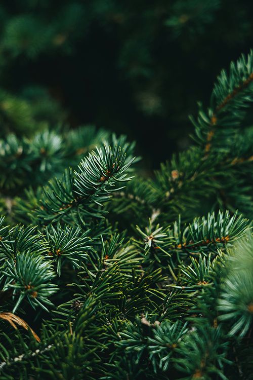 balsam fir