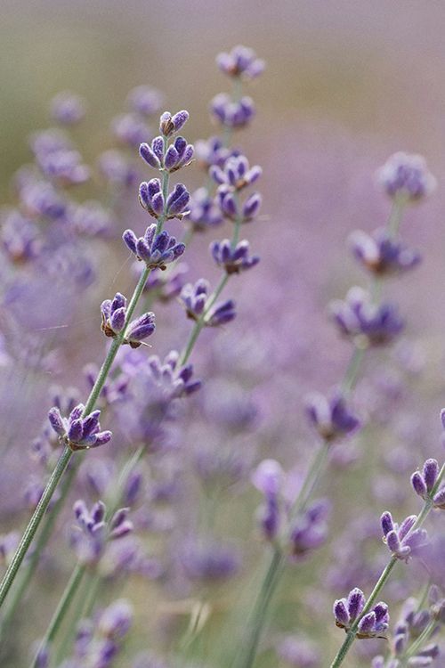 lavender