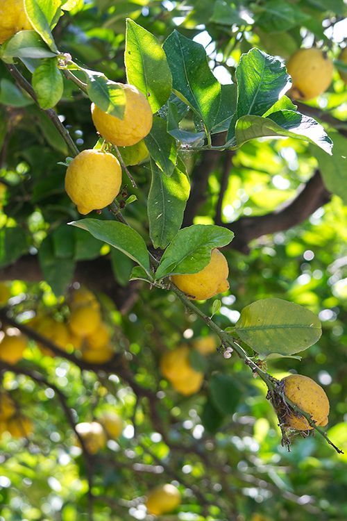 lemon