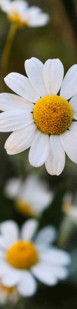 German chamomile