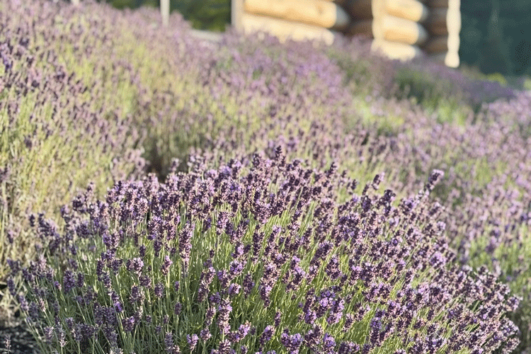 lavender field